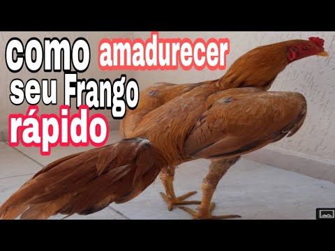 Vídeo: Quando os frangos de corte amadurecem?