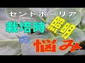 セントポーリア：栽培時の悩み（照明は足りているの？強過ぎなの？）