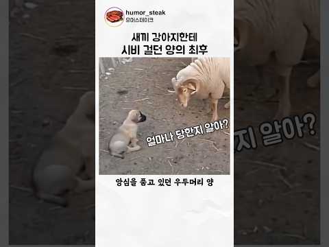 강아지한테 시비 걸던 양의 최후 thumbnail