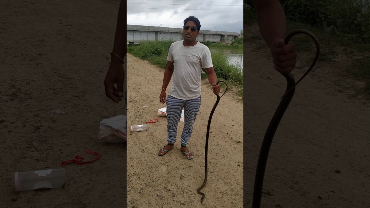 camera iphone 8 plus apk Indian rat snek Or ek kankhjure ko kiya ajad