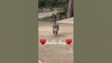 Thumbnail of Here Comes The Boy. Hello Boy. (Original)
