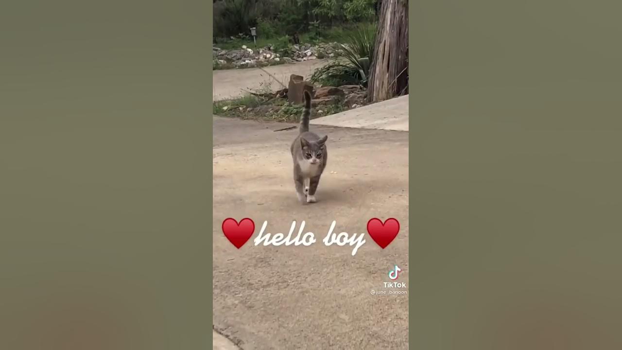 Here Comes The Boy. Hello Boy. (Original)