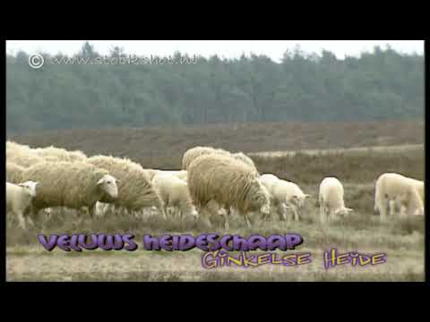 For centuries sheep have grazed the heath in the Netherlands. The sheep were raised for their meat and wool but, primarily, for their manure. This manure was used to enrich the poor fertility of the sandy soils so that crops could be planted. The Veluwe Heath Sheep (Veluws Heideschaap) originated in the Veluwe area and is highly suited to graze the heather fields. By the 1960s, the Veluwe Heath sheep had almost become extinct. A group of enthusiasts saved the breed from dying out by undertaking a breeding programme. Het Veluws Heideschaap is een groot, lang en hoogbenig schaap. De ooi werpt gemiddeld Ã©Ã©n lam per jaar. De Edese schaapskudde is een van de bekendste van ons land. In de 19e eeuw trokken grote kudden heideschapen door uitgestrekte ruige terreinen met als doel de mestproductie. De schapen vraten overdag van de vegetatie en deponeerden 's nachts hun mest in de stal. Vervolgens werd de mest gemengd met heideplaggen en over de schrale akkers verspreid. De lammeren werden op rijkere gronden afgemest en voor de slacht verkocht naar Londen en Parijs. Met de komst van kunstmest werden heideschapen overbodig en zijn ze geleidelijk aan met uitsterven bedreigd. In 1910 waren er nog 10.000 ooien, in 1960 was het ras vrijwel uitgestorven. Dankzij de inzet van de Stichting Zeldzame Huisdierrassen zijn er weer grote kuddes te bewonderen. Tegenwoordig zijn de schaapskuddes in bezit van organisaties voor natuurbeheer, provinciale landschappen en gemeenten. Zij dienen voor <b>...</b>