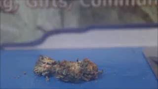 Double Delicious   Green Crack 420 Strain Review Legal Weed Review