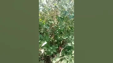 Зеленый жук поедающий листья сирени