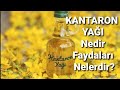 Kantaron yağının faydaları nelerdir? Kantaron yağı nasıl Tüketilir? Kantaron yağı nasıl yapılır?