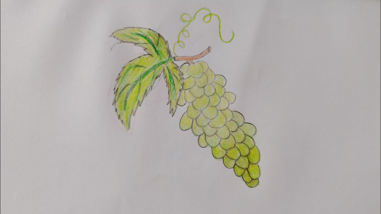 How to draw a Grapes step by step art video (very easy)