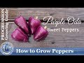 How to Grow Peppers  (PROGRESSION)  Growing Guide - Purple Oda Peppers