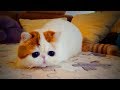 Cute Funny Kittens 😜🐱 Funny Cats (Part 1) [Funny Pets]