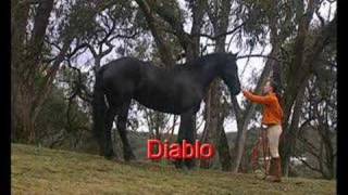 The Saddle club - Diablo