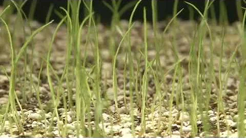 Ecological Restoration Part 1: Greenhouse