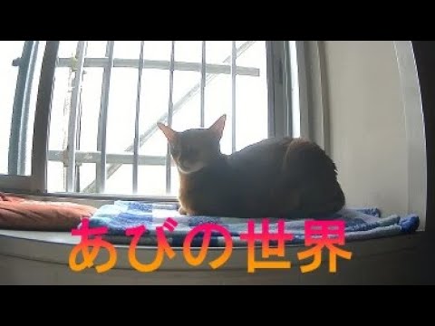 ネコ動画あび＃1335 あびの毎日 アビシニアン あび - YouTube