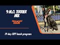TERRIER MIX / DOG TRAINING