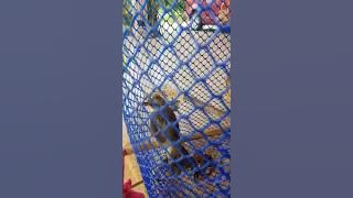 anak burung trucukun jinak bangat..new hobbi bosku..  subscrib ya bosku..