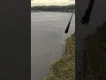Кастинговая сеть "Испанка" поймали усача на Кубани .