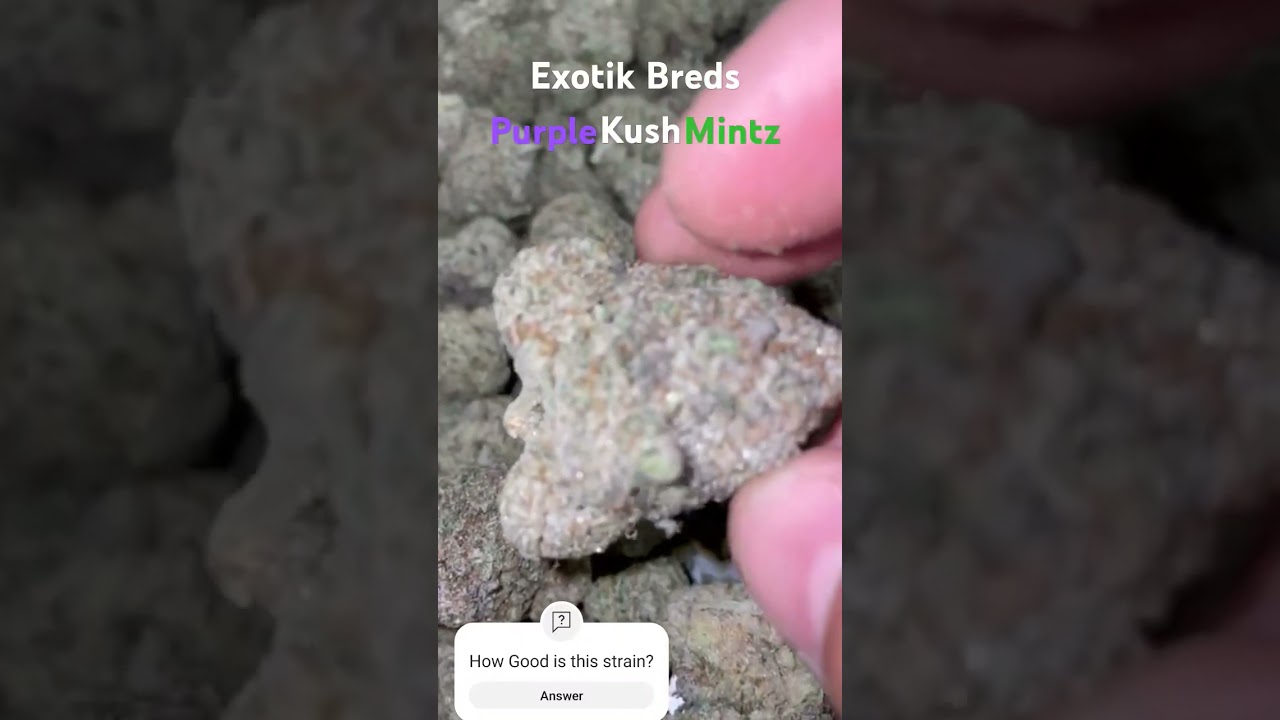 Exotik Bred Co.                                     www.exotikbred.co         