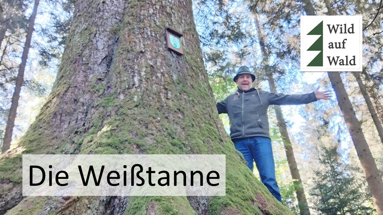 🌲Sind die Tannen die besseren Fichten? #wildaufwald