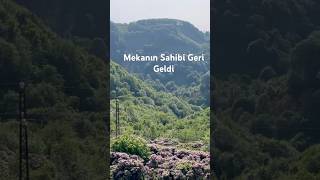 Orman Gülü (Deli Bal) Balı Üretim Kareleri. Resimi