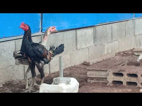 ผลสลากกินแบ่งรัฐบาล วันที่ 1 พย. 2567