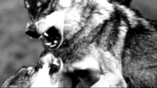 Watch Satanic Warmaster The Chant Of The Barbarian Wolves video