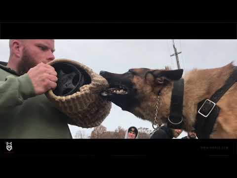 DNA K9 Professional Military and Police Decoy School