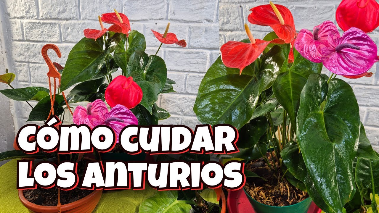 🌿GUÍA COMPLETA PARA EL CUIDADO DE LOS ANTURIOS/ Liliana Muñoz