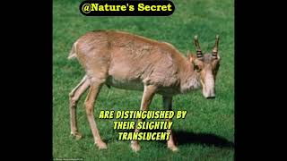 10 Fascinating Facts About The Saiga Antelope