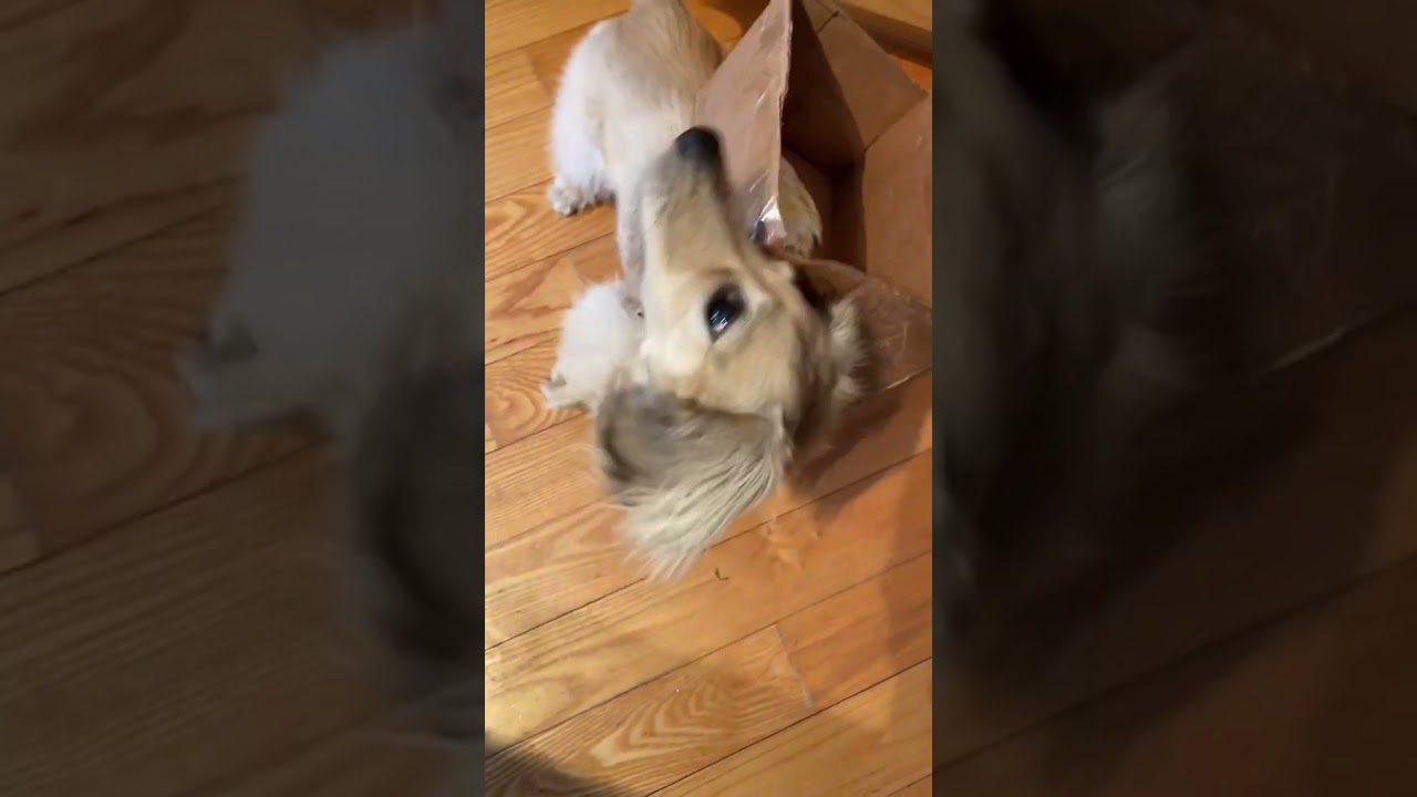 Dogs Bring Breakfast in Bed to Mom! 