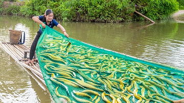 Harvesting Tons of Eels in the stream using Drag net & Goes to market sell | Catch and Cook Fish