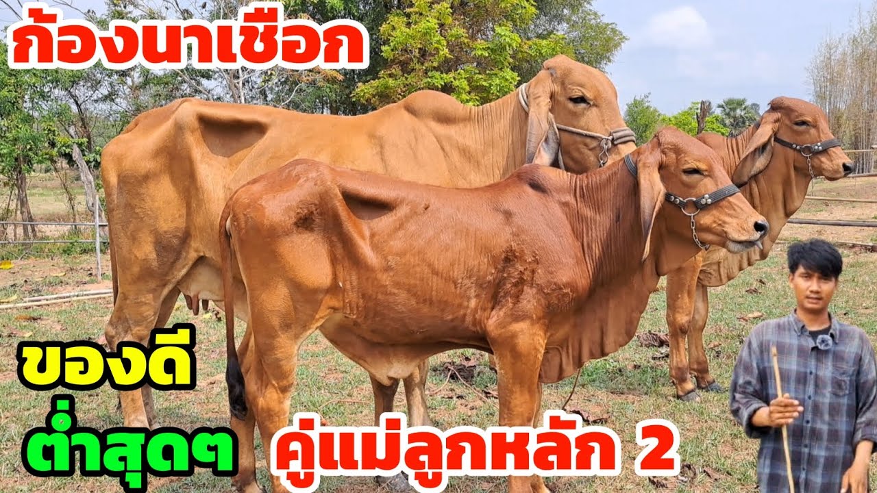 ของดี‼️ก้องนาเชือก วัวงามน่าเลี้ยง ต่ำสุดชุดคู่แม่ลูกงามๆหลัก 2 รีบเลือกชมเลย....