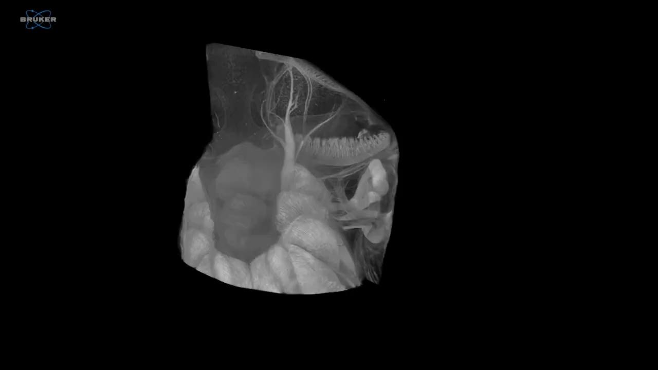 Study explores link between shark nose shape, size and sensitivity of