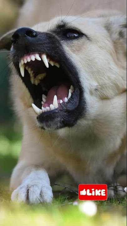 Aggressive Dog Barking! LARGE DOG BARKING! #dog #subscribers #youtuber