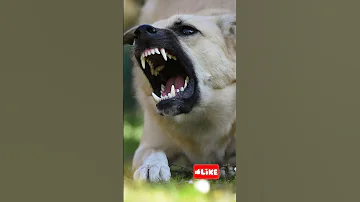 Aggressive Dog Barking LARGE DOG BARKING Dog Subscribers Youtuber 