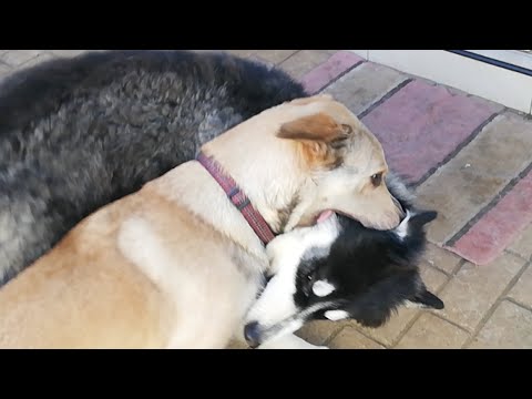 husky siberiano bebe Spiritual Possessions 👻👺