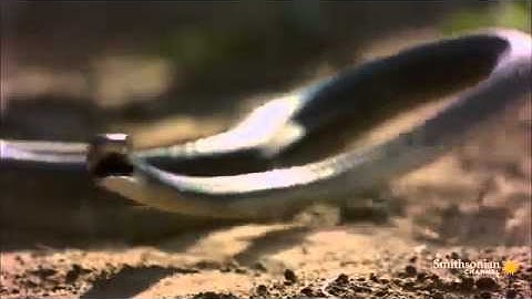 Cầy Mangut hạ gục rắn độc Châu Phi