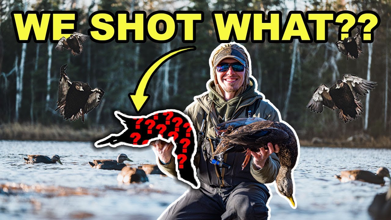 YOU WON T BELIEVE WHAT WE SHOT Black Ducks Mallards Teal you-won-t-believe-what-we-shot-black-ducks-mallards-teal
