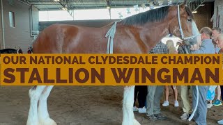 WATCH OUR STALLiON~ WINGMAN COMPETE AT THE NATiONAL CLYDESDALE SHOW