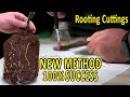 ROOTING FIG CUTTINGS | 100% successful METHOD | PROPAGATE FIGS, KIWI, GRAPE, POMEGRANATE, ROOTSTOCKS