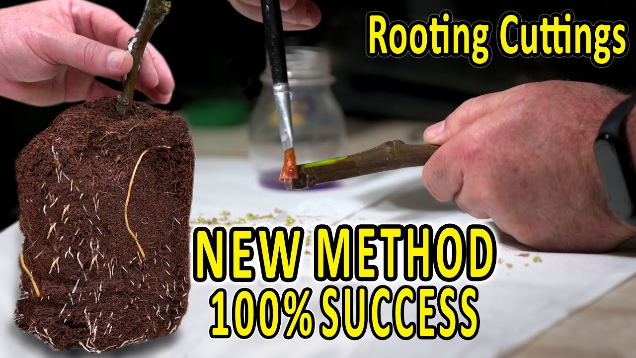 Укоренение черенков инжира |  РАЗМНОЖЕНИЕ ИНЖИРА, КИВИ, ВИНОГРАД, ГРАНАТ, ПОДВОИ