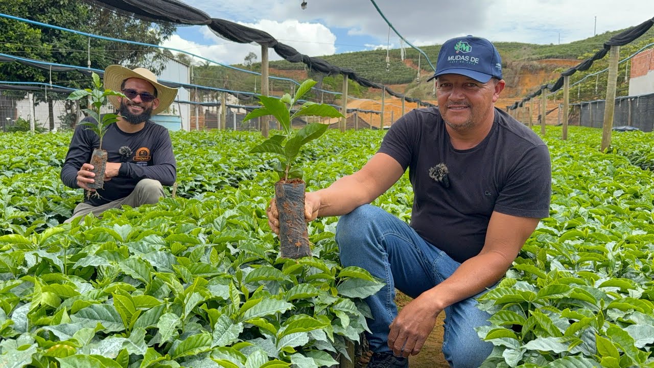 VIVEIRO QUE É REFERÊNCIA NA PRODUÇÃO DE MUDAS DE CAFÉ VEJA 