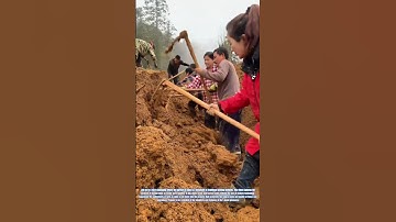 Harvesting Yams the Traditional Way