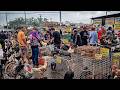 FEIRA DE GALINHAS E AVES DE CARUARU-PE, SÁBADO, (06/06/26) #nordeste