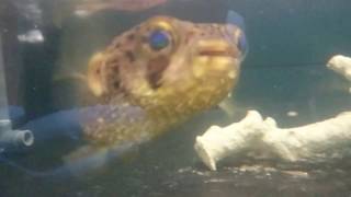 Cute Porcupine Fish Diodon Holocanthus