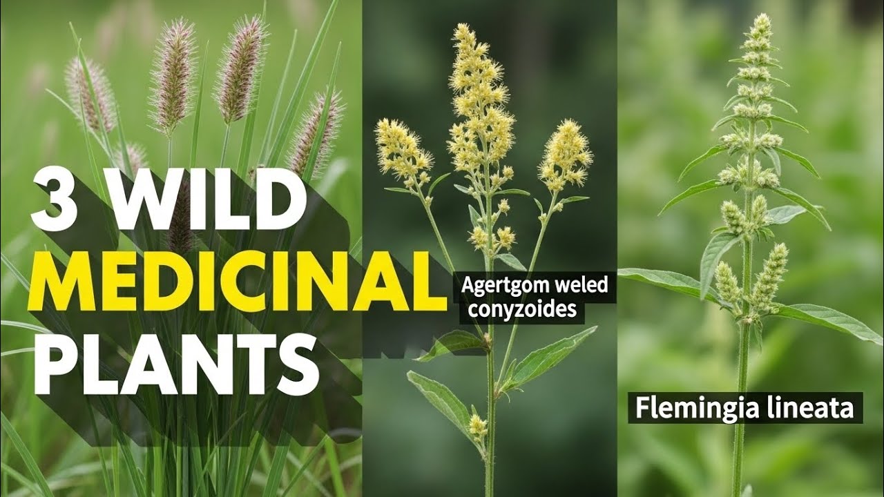 3 Wild Medicinal Plants You Should Know | Natural Herbal Benefits | Greenmed 🌿
