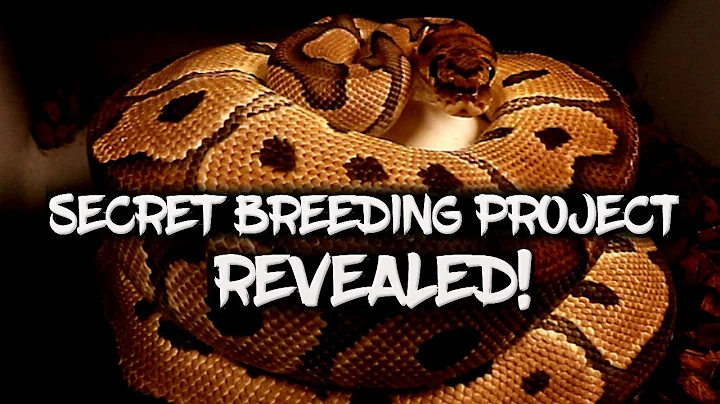 My secret ball python breeding project revealed!