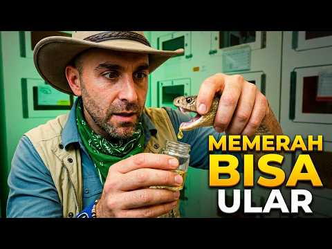 Proses berisiko: ekstraksi bisa ular paling mematikan di Australia untuk membuat penawar bisa!