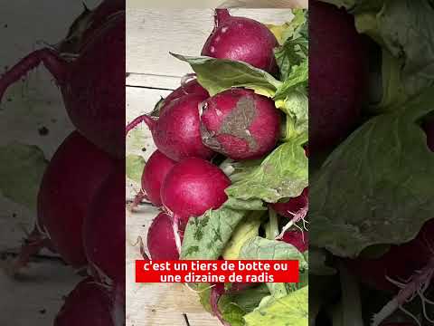 Vidéo: Les radis boulonnent : pourquoi les radis boulonnent-ils ?