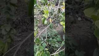 香水檸檬1061031