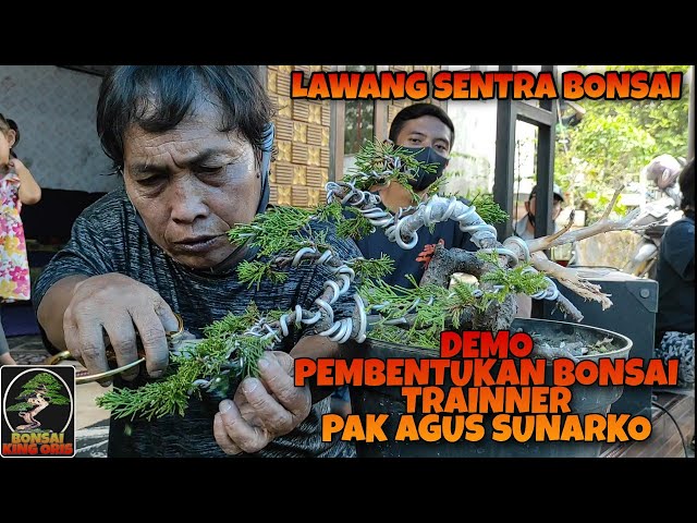 DEMO BELAJAR PEMBENTUKAN BAHAN BONSAI CEMARA # TRAINNER PAK AGUS SUNARKO # LAWANG SENTRA BONSAI #