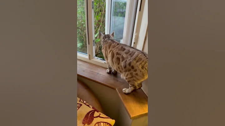 Video 8620901: bengal tiger, bengal catlover, happy cat